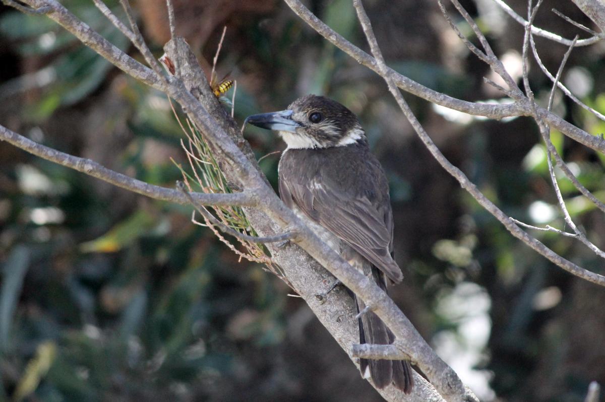 Grey Butcherbird (Cracticus torquatus)