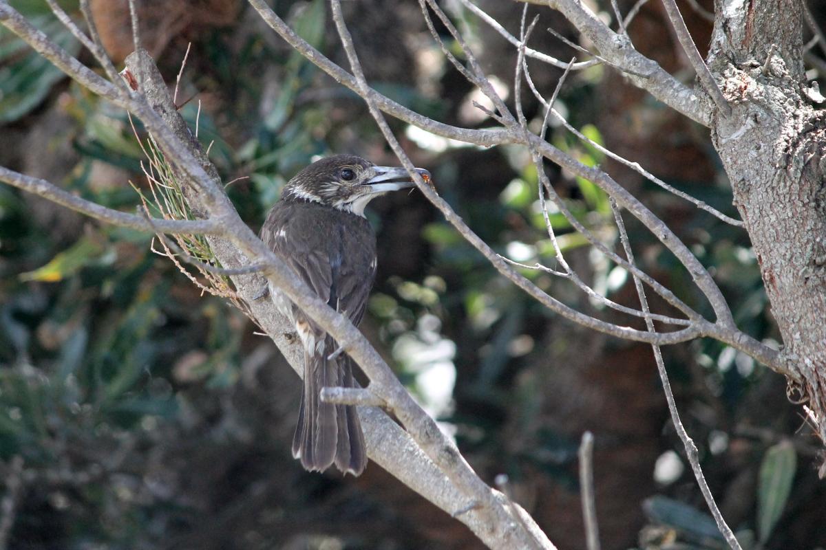 Grey Butcherbird (Cracticus torquatus)