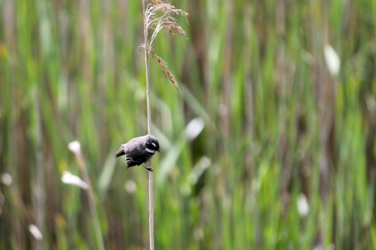 Grey Fantail (Rhipidura albiscapa)