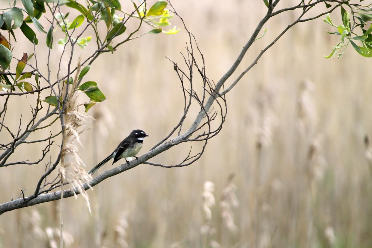 Grey Fantail (Rhipidura albiscapa)