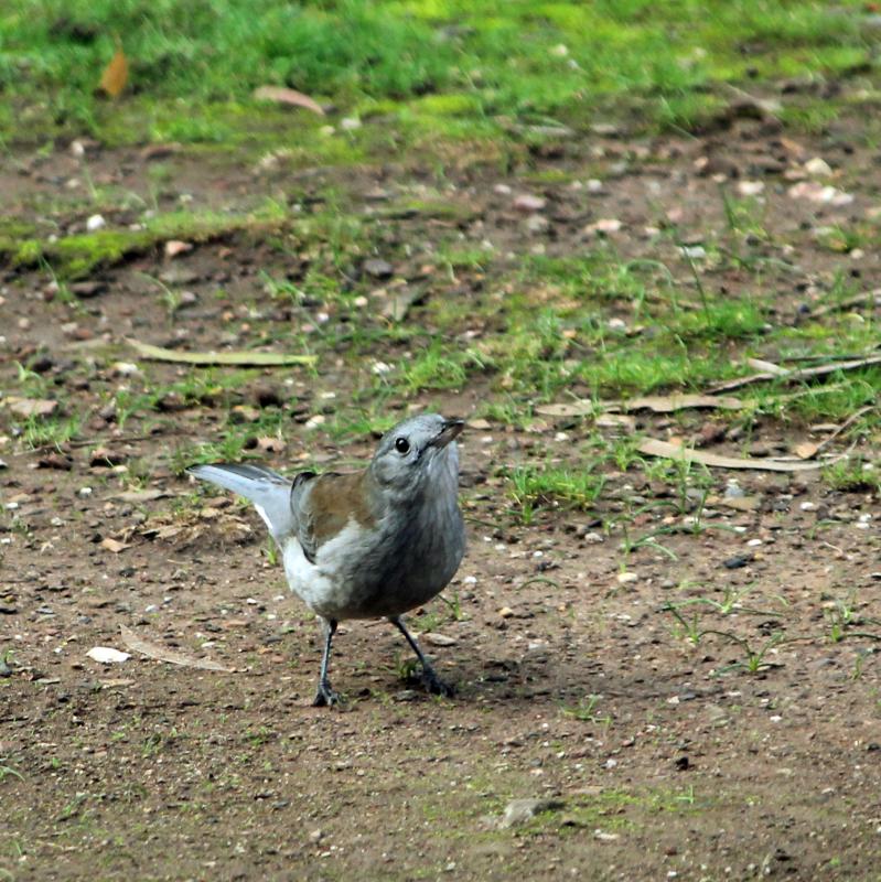 Grey Shrikethrush (Colluricincla harmonica)