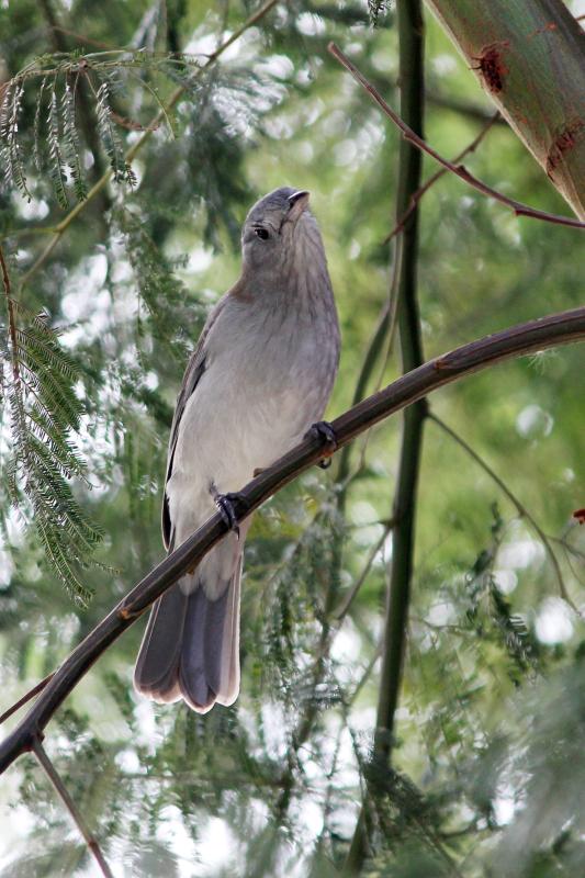 Grey Shrikethrush (Colluricincla harmonica)