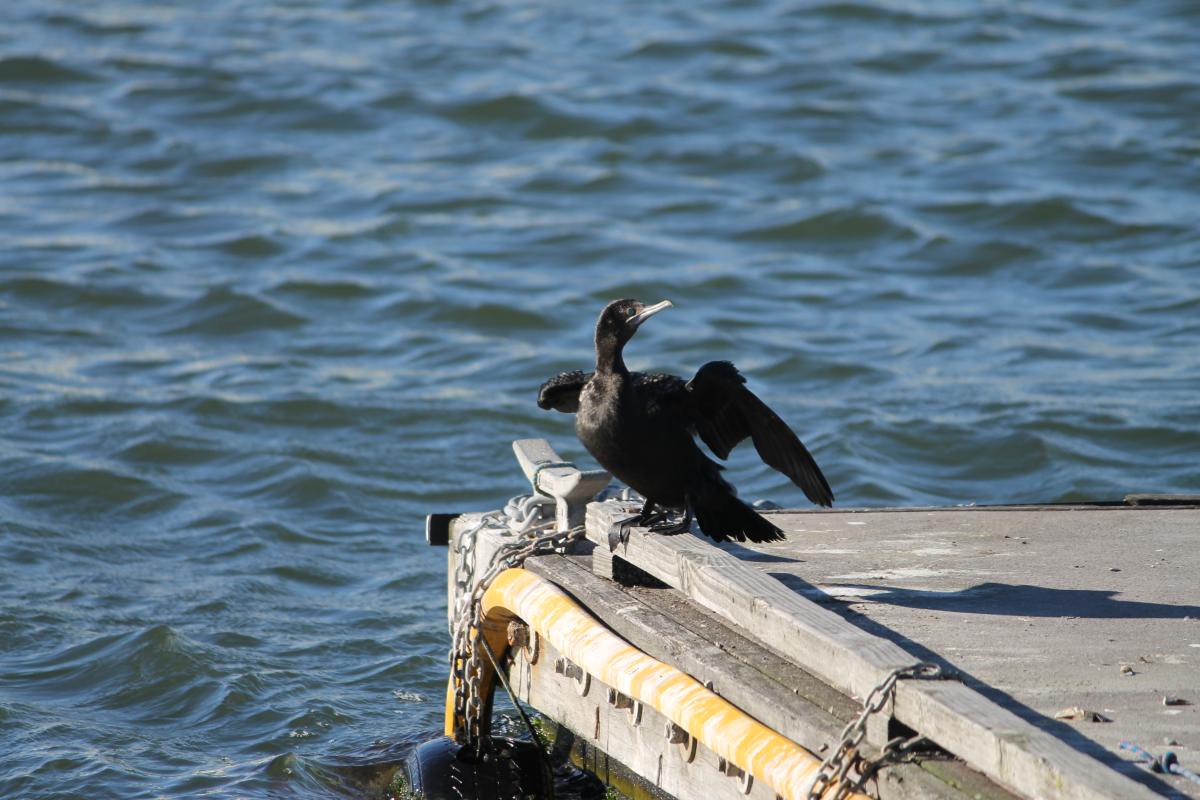 Little Black Cormorant (Phalacrocorax sulcirostris)