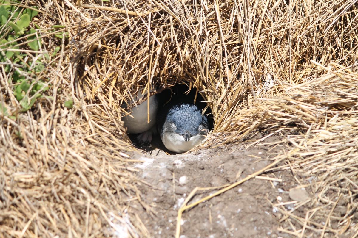 Little Penguin (Eudyptula minor)