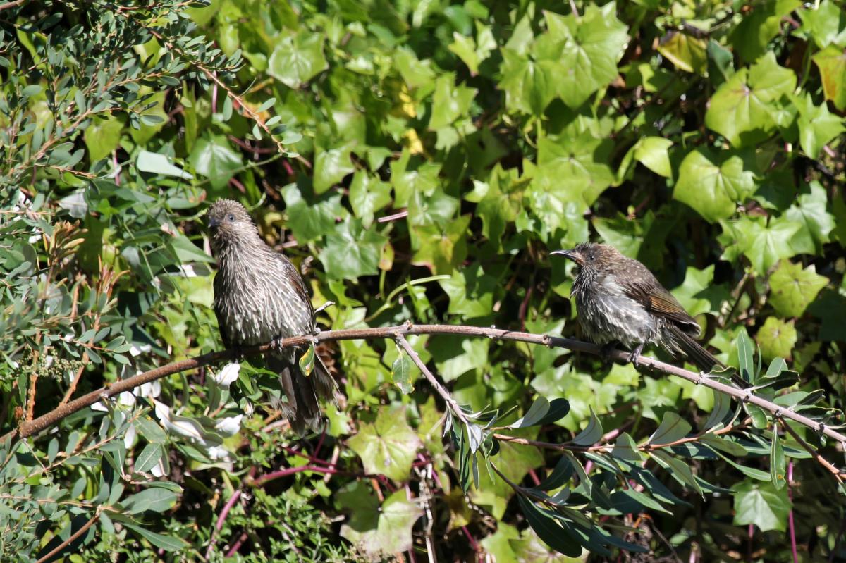 Little Wattlebird (Anthochaera chrysoptera)