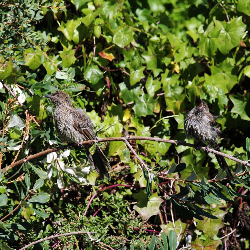 Little Wattlebird (Anthochaera chrysoptera)