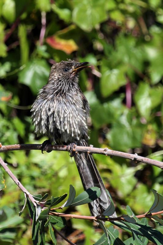 Little Wattlebird (Anthochaera chrysoptera)