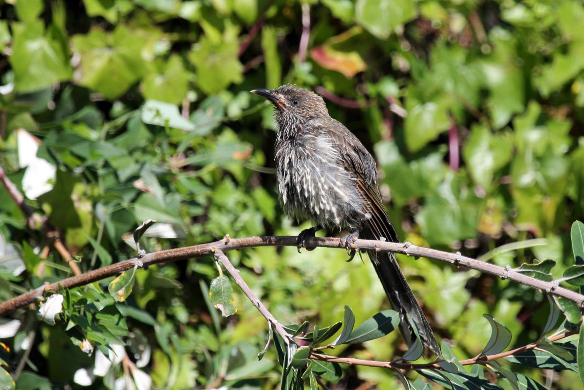 Little Wattlebird (Anthochaera chrysoptera)