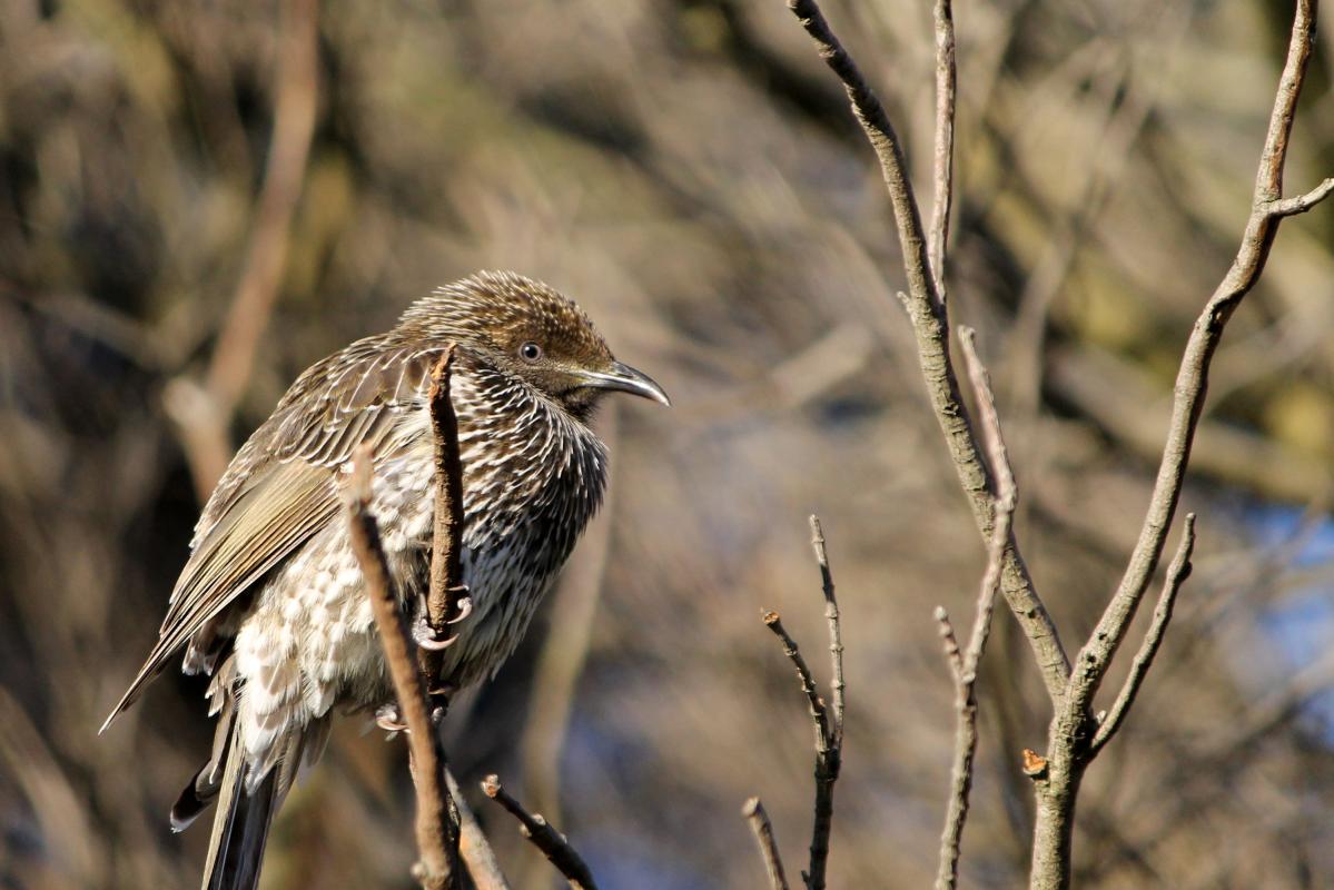 Little Wattlebird (Anthochaera chrysoptera)