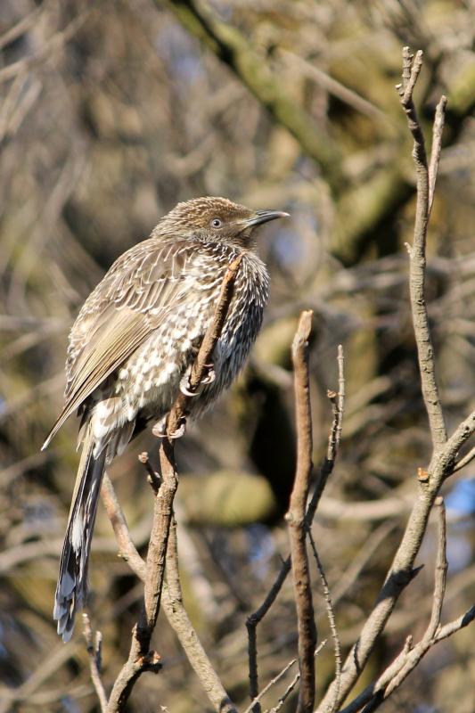 Little Wattlebird (Anthochaera chrysoptera)