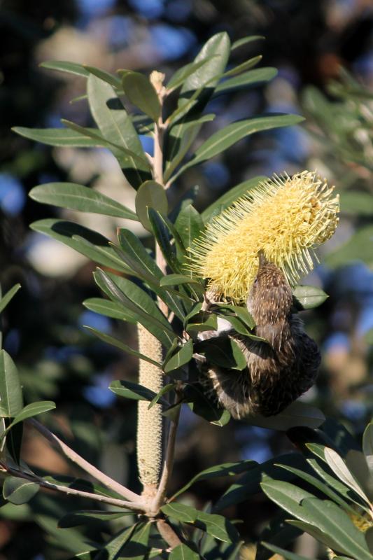 Little Wattlebird (Anthochaera chrysoptera)