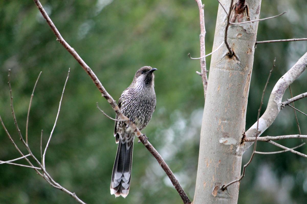 Little Wattlebird (Anthochaera chrysoptera)