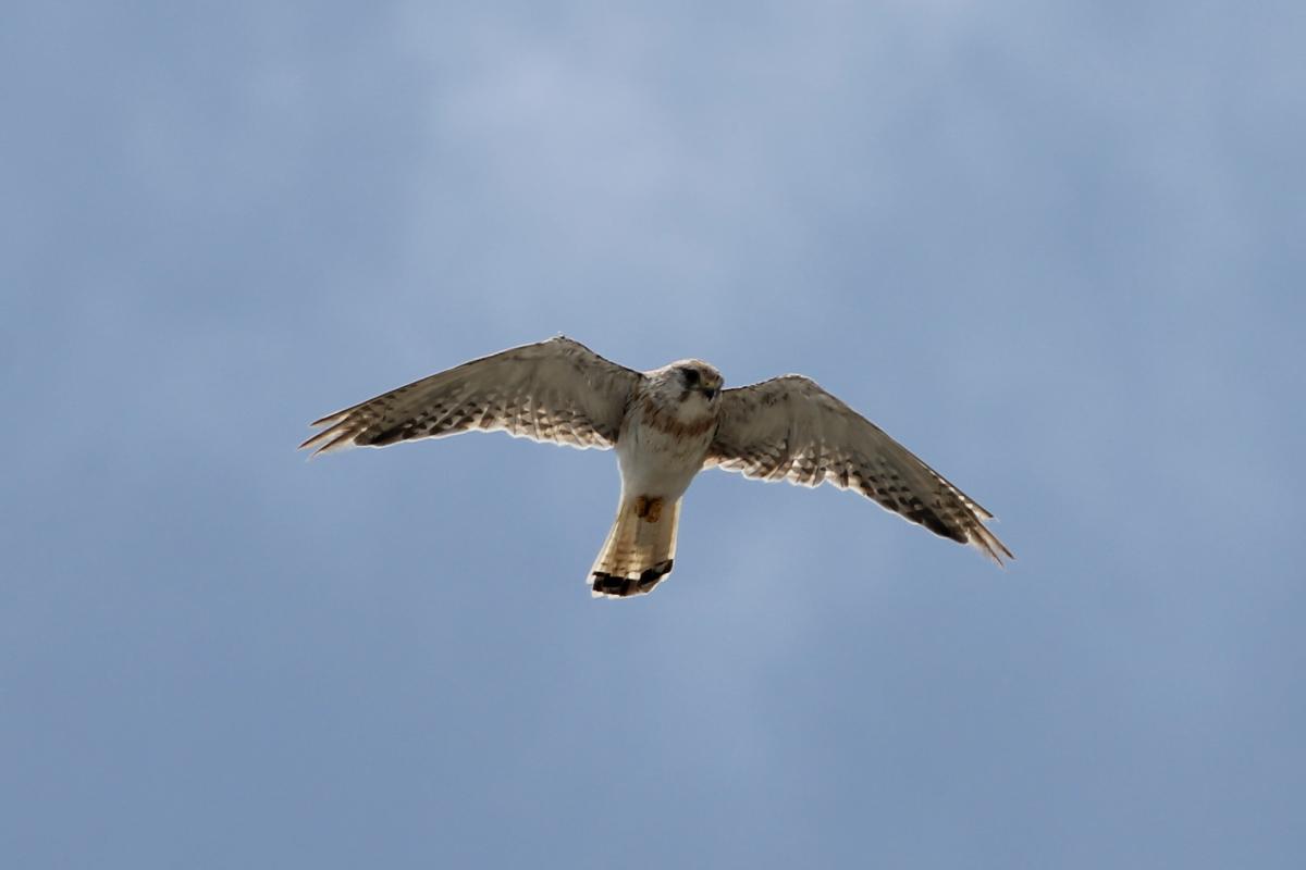 Nankeen Kestrel (Falco cenchroides)