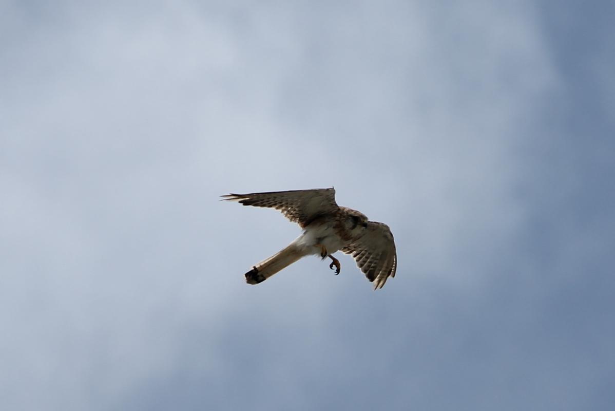 Nankeen Kestrel (Falco cenchroides)