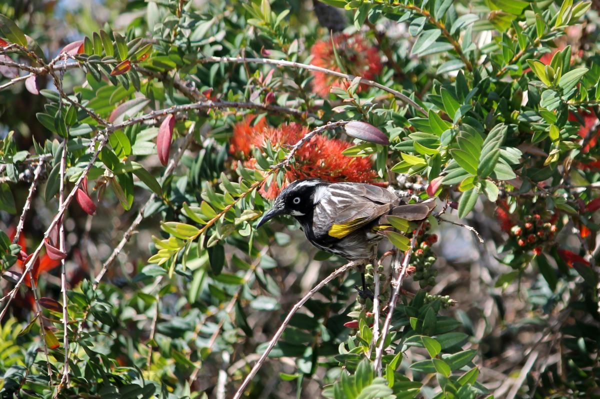 New Holland Honeyeater (Phylidonyris novaehollandiae)