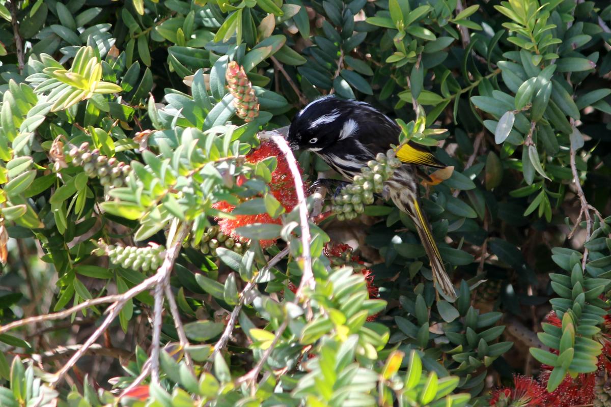 New Holland Honeyeater (Phylidonyris novaehollandiae)