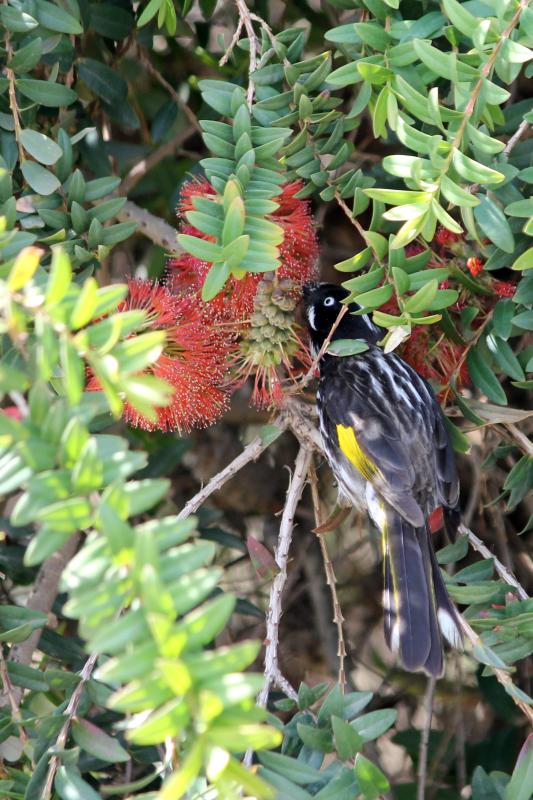 New Holland Honeyeater (Phylidonyris novaehollandiae)