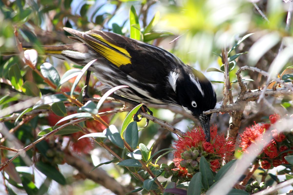 New Holland Honeyeater (Phylidonyris novaehollandiae)