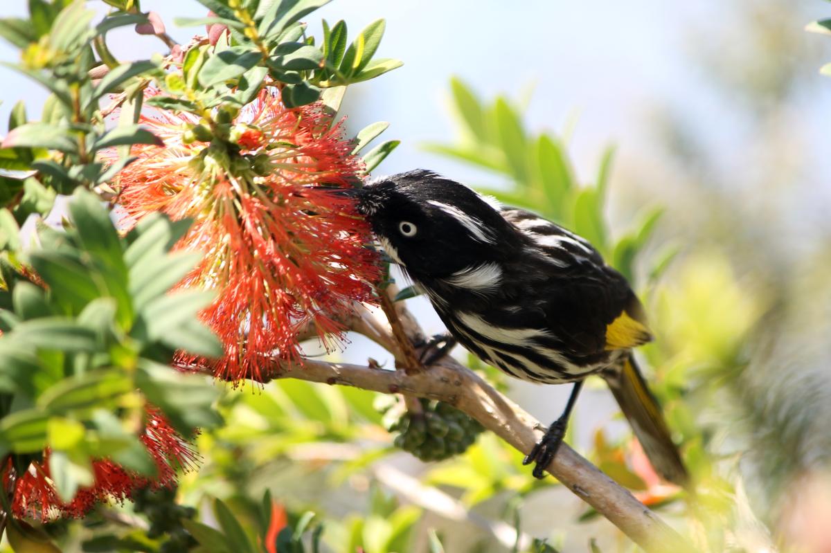 New Holland Honeyeater (Phylidonyris novaehollandiae)