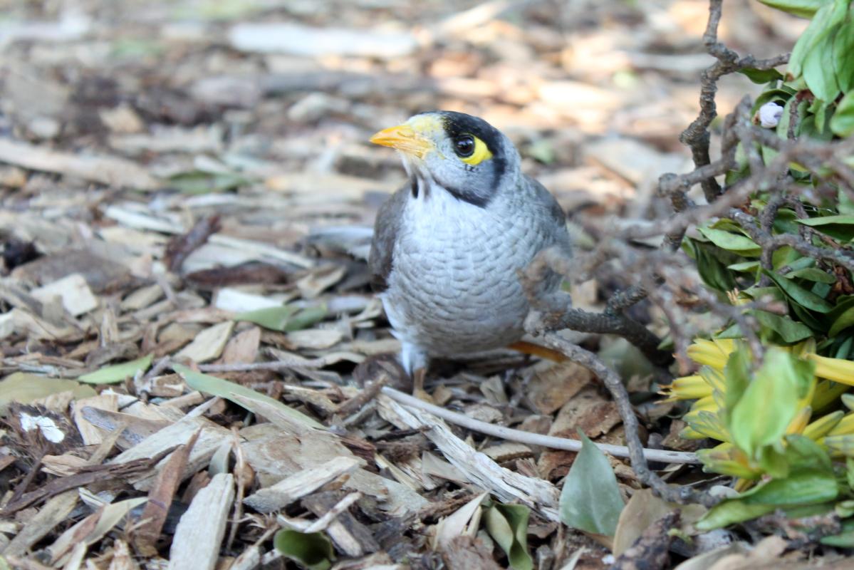 Noisy Miner (Manorina melanocephala)