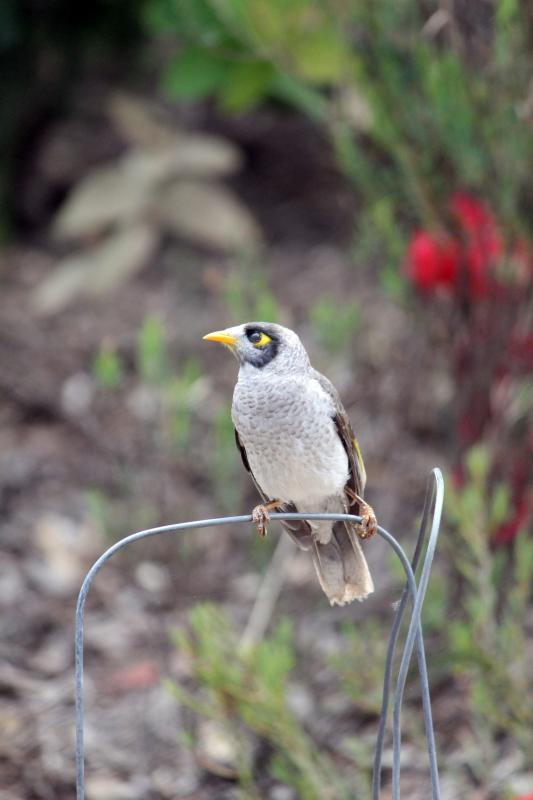 Noisy Miner (Manorina melanocephala)