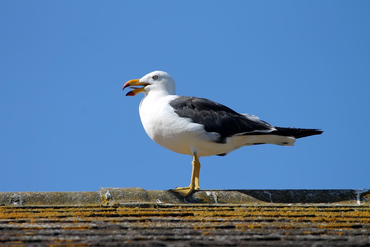 Pacific Gull (Larus pacificus)