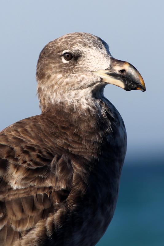 Pacific Gull (Larus pacificus)