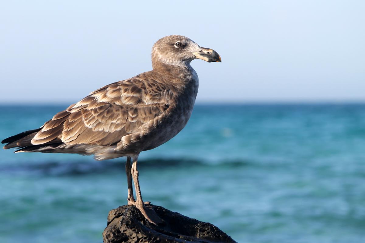 Pacific Gull (Larus pacificus)