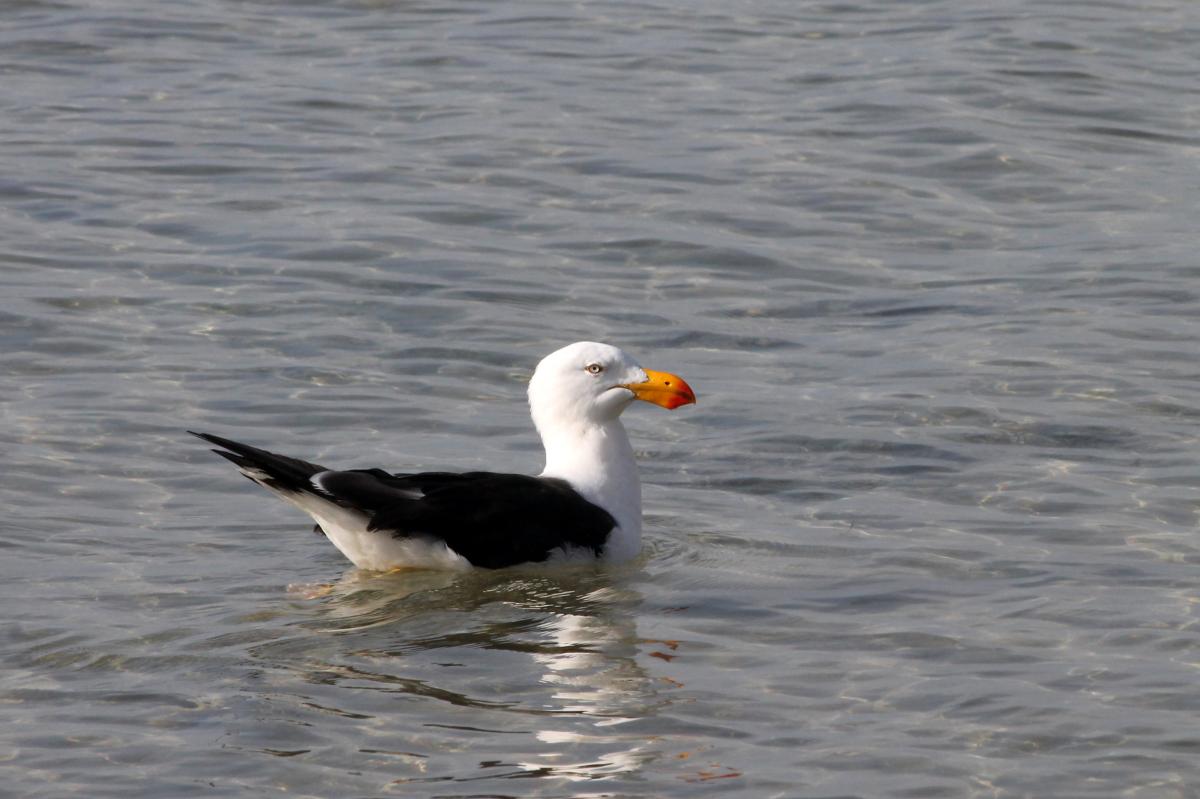 Pacific Gull (Larus pacificus)