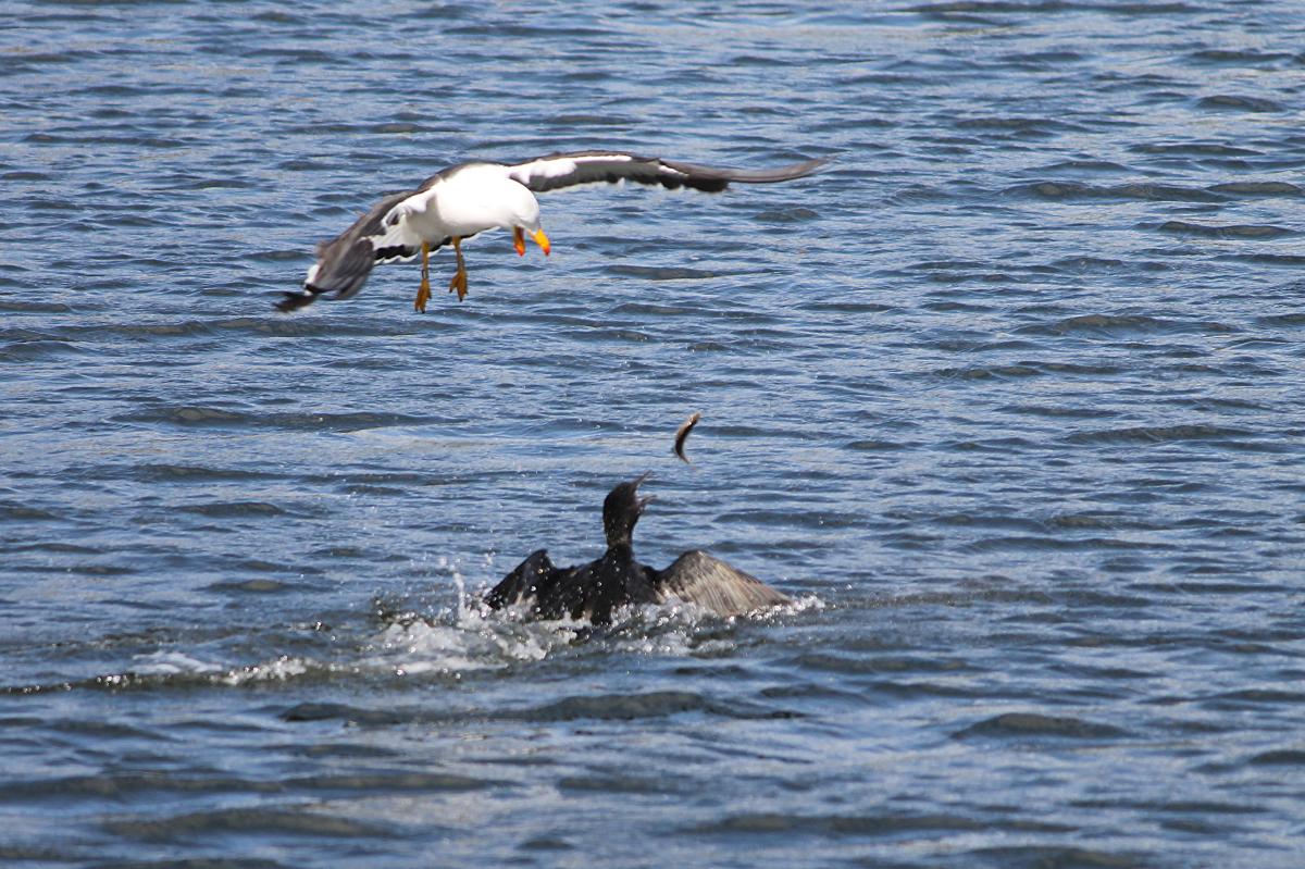 Pacific Gull (Larus pacificus)