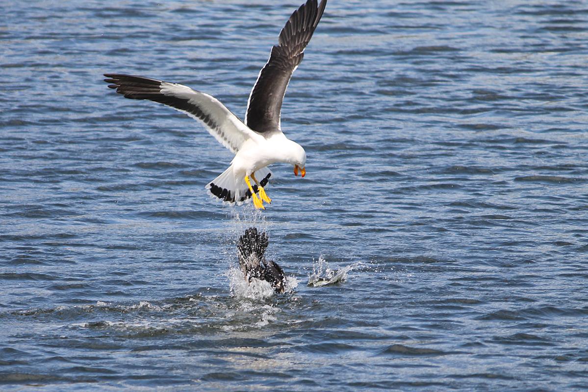 Pacific Gull (Larus pacificus)