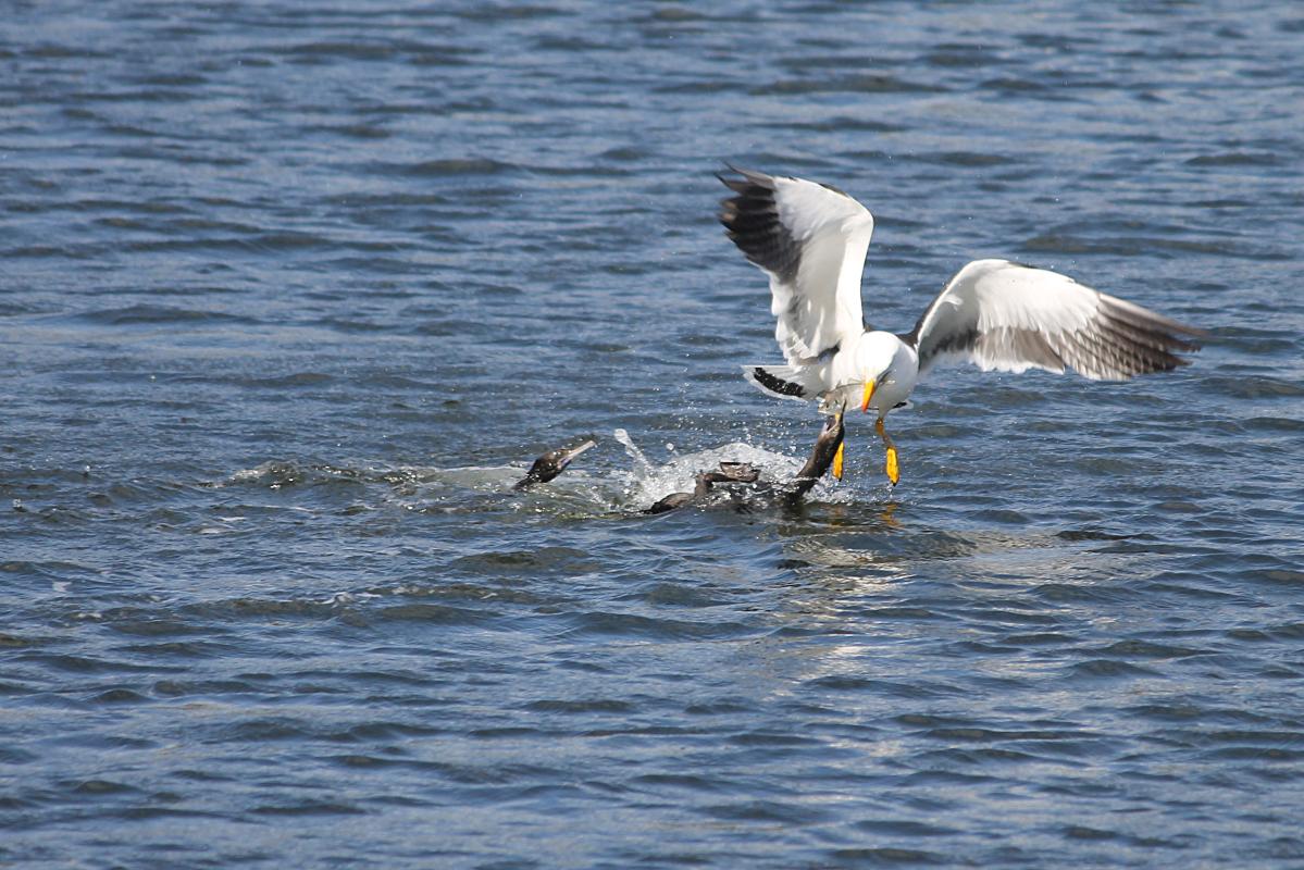 Pacific Gull (Larus pacificus)