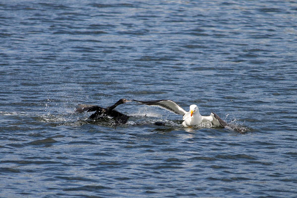 Pacific Gull (Larus pacificus)