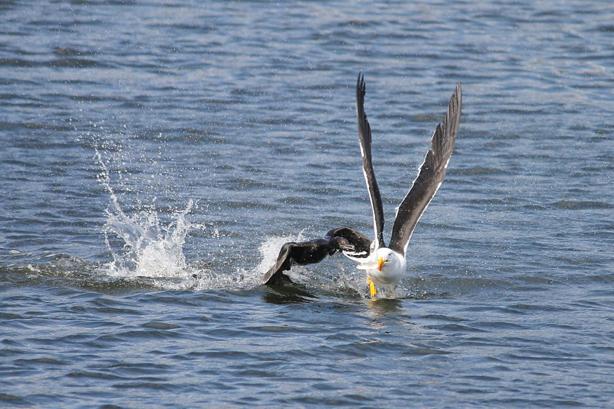 Pacific Gull (Larus pacificus)