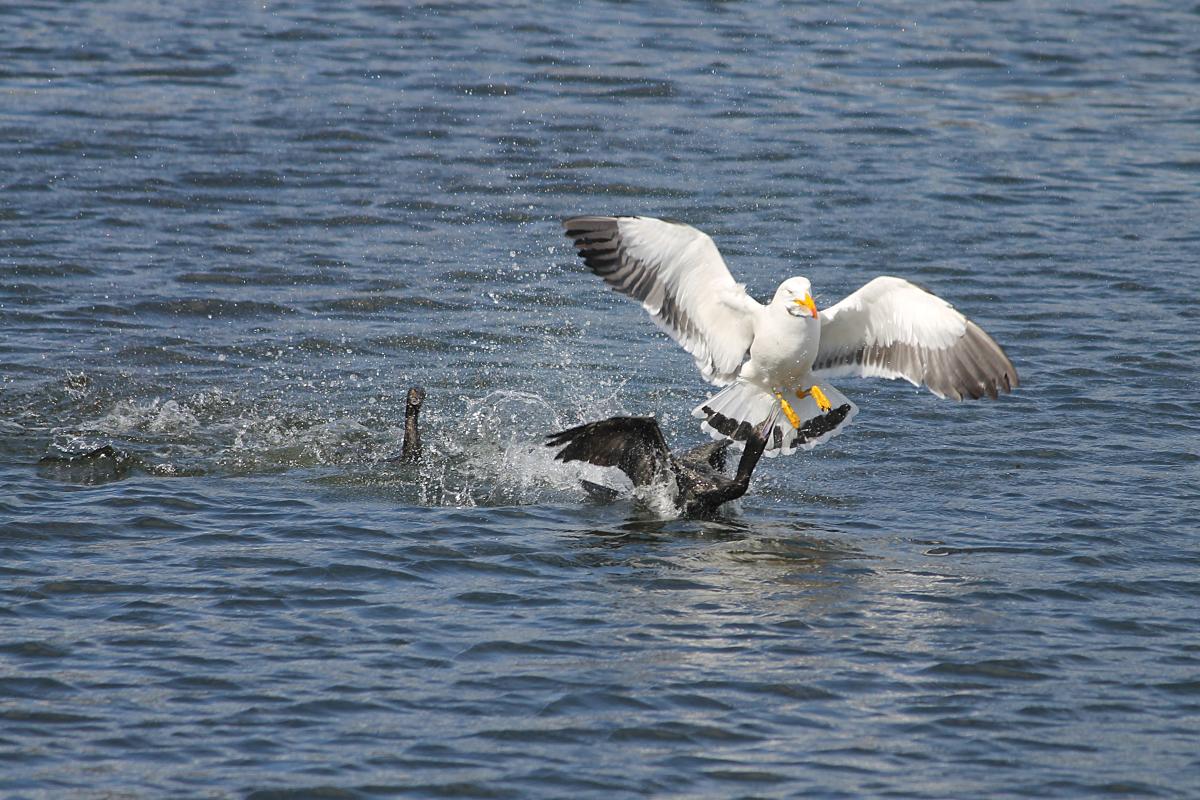 Pacific Gull (Larus pacificus)