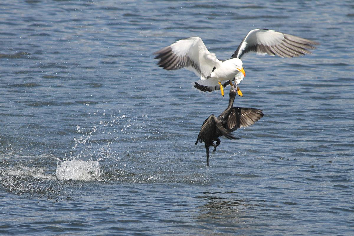 Pacific Gull (Larus pacificus)