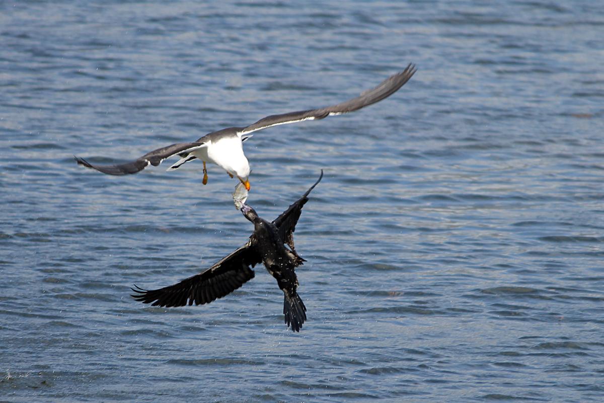 Pacific Gull (Larus pacificus)