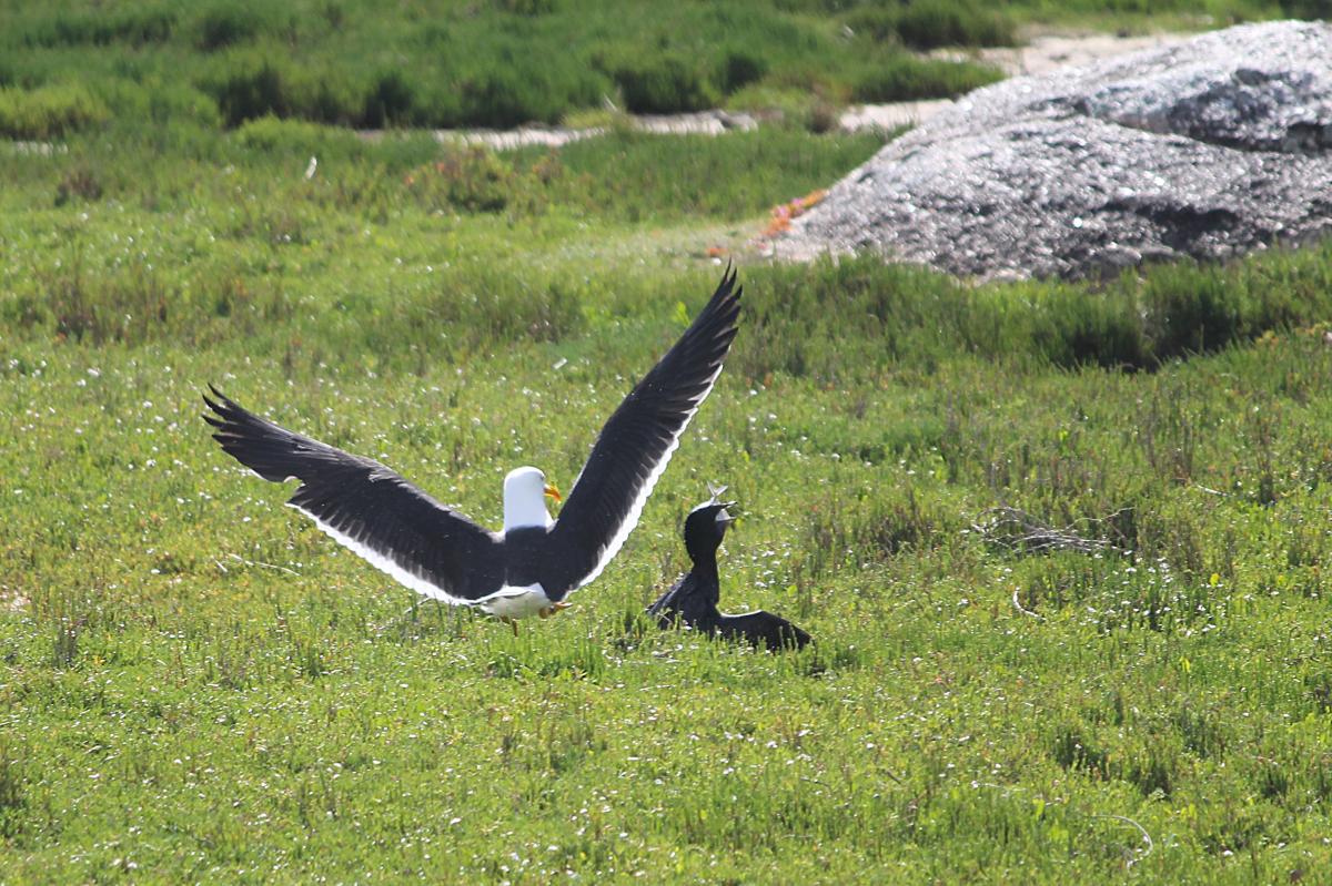 Pacific Gull (Larus pacificus)