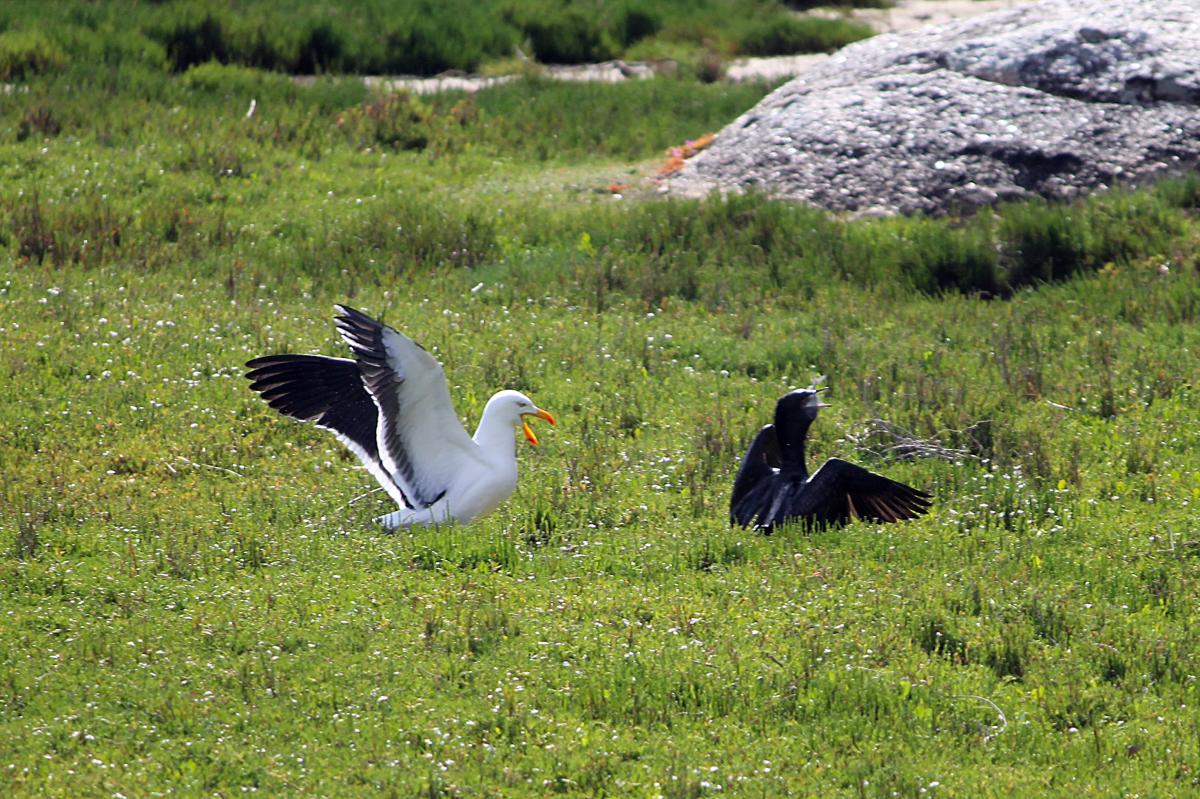 Pacific Gull (Larus pacificus)