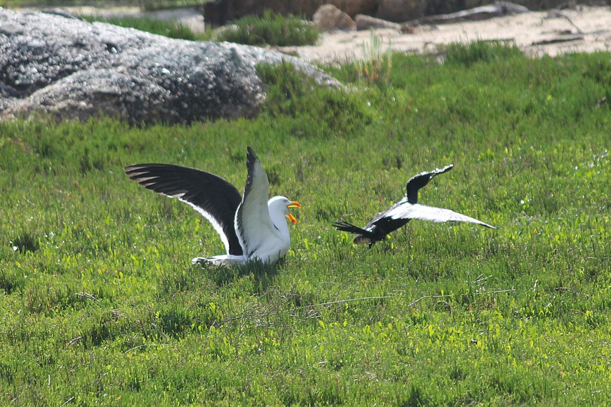 Pacific Gull (Larus pacificus)