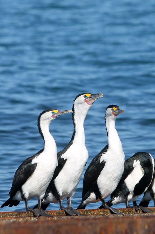 Australian Pied Cormorant (Phalacrocorax varius)