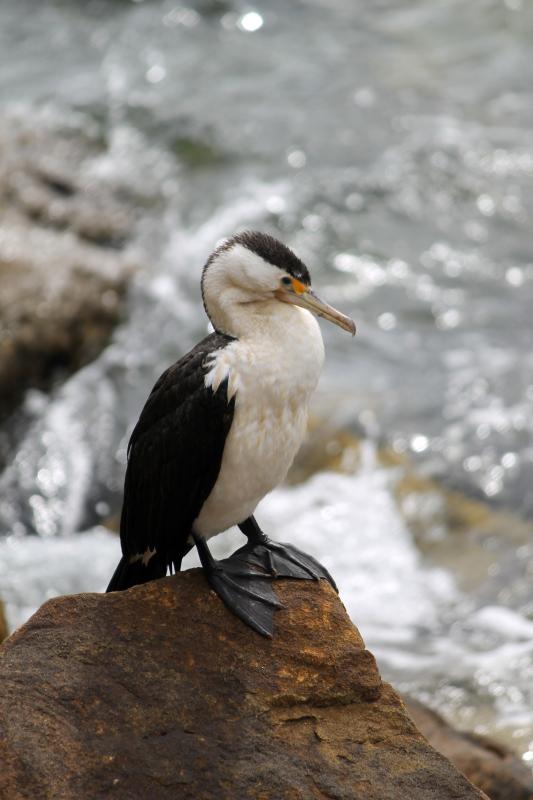 Australian Pied Cormorant (Phalacrocorax varius)