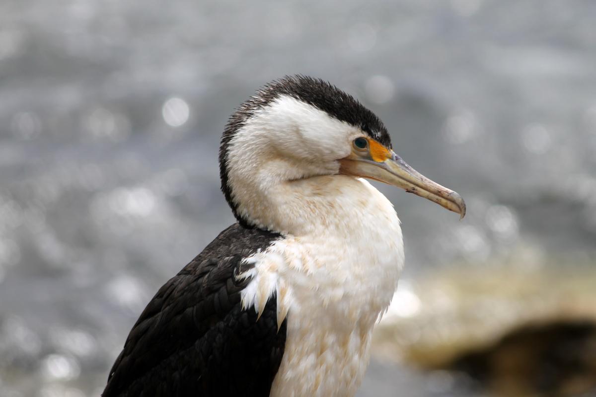 Australian Pied Cormorant (Phalacrocorax varius)