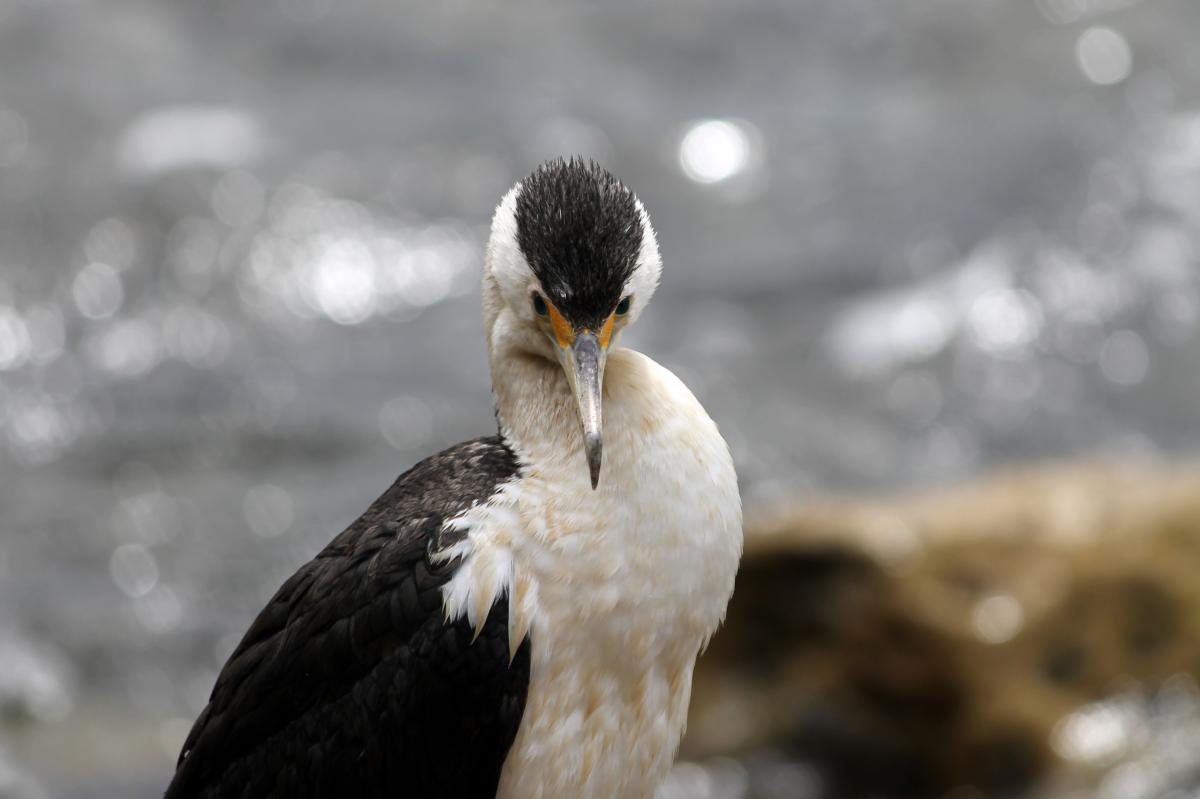 Australian Pied Cormorant (Phalacrocorax varius)