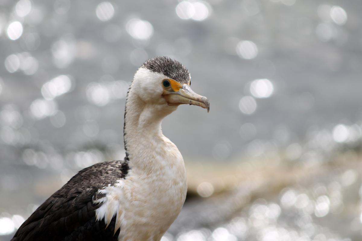 Australian Pied Cormorant (Phalacrocorax varius)