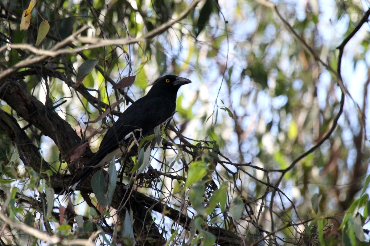 Pied Currawong (Strepera graculina)