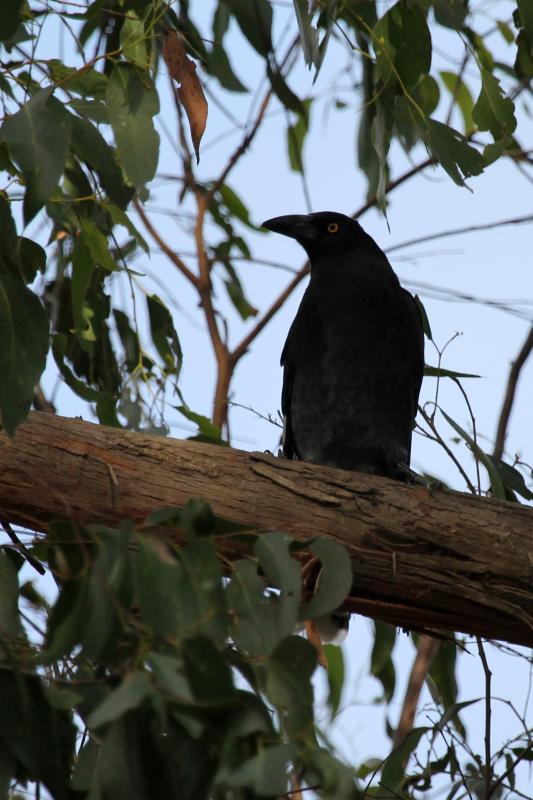 Pied Currawong (Strepera graculina)