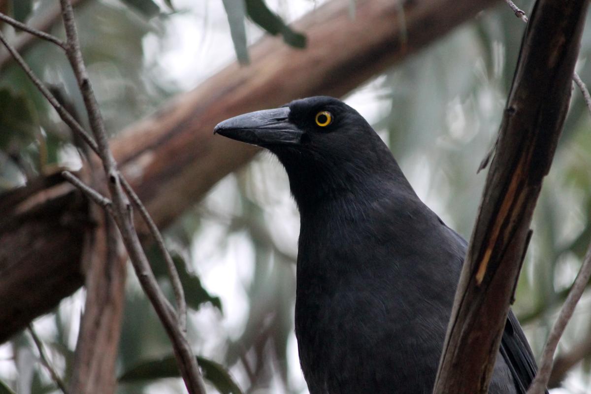 Pied Currawong (Strepera graculina)