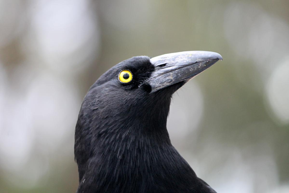 Pied Currawong (Strepera graculina)