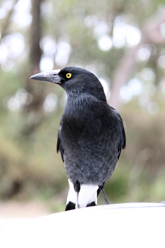 Pied Currawong (Strepera graculina)